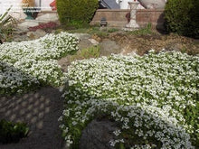 Load image into Gallery viewer, Buy Online High Quality White Rock Cress Flower Seeds, Ground Cover, | Buy Rare, And Extraordinary Heirloom Seeds - Seeds to Cherish
