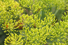 Load image into Gallery viewer, 200 Florence Fennel Heirloom Seeds, Heirloom, Non Gmo, Organic
