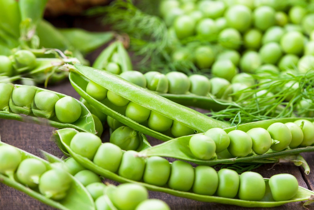 English Peas Seeds, Green Arrow, Heirloom, Organic, Non gmo, Up to 11 Sweet Peas in Every Plump Pod
