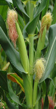 Load image into Gallery viewer, Heirloom Baby Corn Seeds Japanese Hullness Popcorn Seeds  Mini Corn Seeds  Mini Popcorn Seeds Non Gmo Zones 3-9
