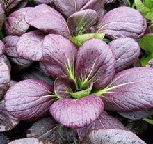 Load image into Gallery viewer, 200 Pak Choi Purple Magic Seeds, Chinese Cabbage
