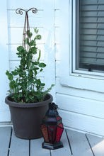 Load image into Gallery viewer, English Peas Seeds, Green Arrow, Heirloom, Organic, Non gmo, Up to 11 Sweet Peas in Every Plump Pod
