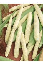 Load image into Gallery viewer, Heirloom Baby Corn Seeds Japanese Hullness Popcorn Seeds  Mini Corn Seeds  Mini Popcorn Seeds Non Gmo Zones 3-9
