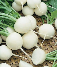 Load image into Gallery viewer, 200 Heirloom Radish Seeds White Hailstone Organic Non Gmo
