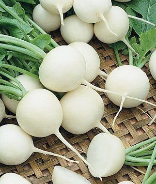 200 Heirloom Radish Seeds White Hailstone Organic Non Gmo