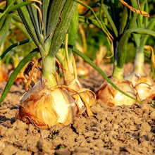 Load image into Gallery viewer, Texas Early Grano Onion Seeds Allium Cepa Non Gmo Organic Vegetable Seeds
