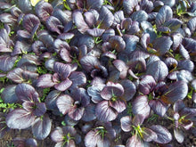 Load image into Gallery viewer, 200 Pak Choi Purple Magic Seeds, Chinese Cabbage
