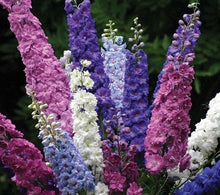 Load image into Gallery viewer, 100 Delphinium Flower Seeds | Grown in the USA | Grow a Beautiful Garden | Stunning Cut Flower or Dried Flowers
