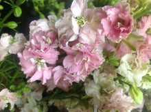 Load image into Gallery viewer, 50 Delphinium Flower Seeds Light Rose | Elegance at its Best | Beautiful Cut Flowers | Dried Flowers
