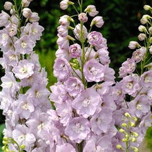 Load image into Gallery viewer, 50 Delphinium Flower Seeds Light Rose | Elegance at its Best | Beautiful Cut Flowers | Dried Flowers
