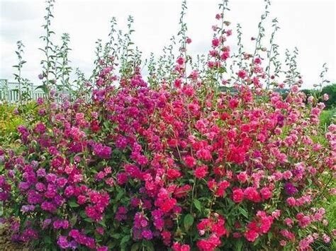 Clarkia Double Bloom Mix - Rocky Mountain Garland Flower Seeds, Zones 1-11, Vibrant Colors