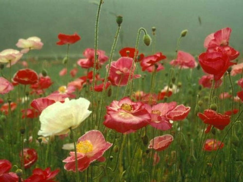 500 Shirley Poppy double mix Flower Seeds | Double Petals | Plant in Fall