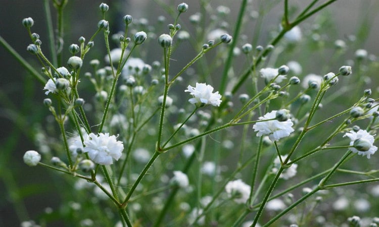 gypsophila flower seeds Baby's breath flower seeds