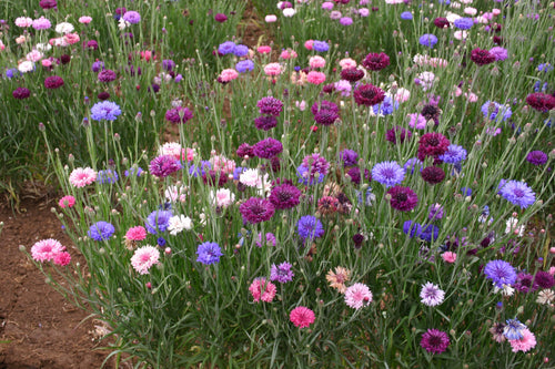 400 Bachelor Button Flower Seeds, Tall Mix Cornflower, Heirloom Seeds, Bulk Seeds, Annual
