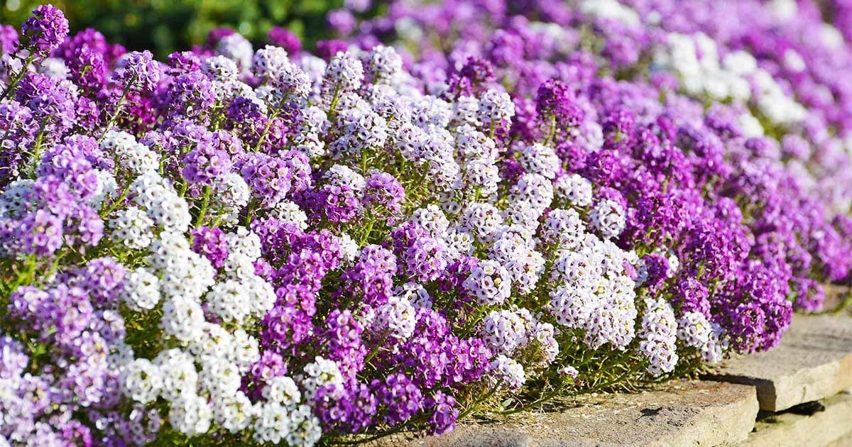Alyssum Flower Seeds Mix, Royal Carpet, Perennial, Borders and Ground Cover, White and Purple, Bulk Available