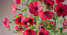 Load image into Gallery viewer, 200 Scarlet Flax Flower Seeds | Red | Linum Grandiflorum Rubrum Flower Seeds
