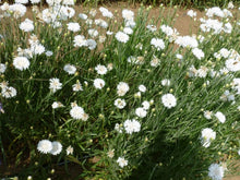 Load image into Gallery viewer, 200 White Cornflower Seeds | Dwarf | Bachelor Buttons | Beautiful Cut Flowers | Easy to Grow
