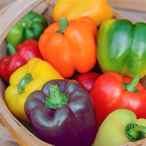 Mini Bell Pepper Mix Seeds | Heirloom | Organic | Non Gmo | 1 DAY SHIPPING