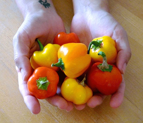 planting mini bell pepper seeds Mini Bell Pepper Mix Seeds | Heirloom | Organic | Non Gmo