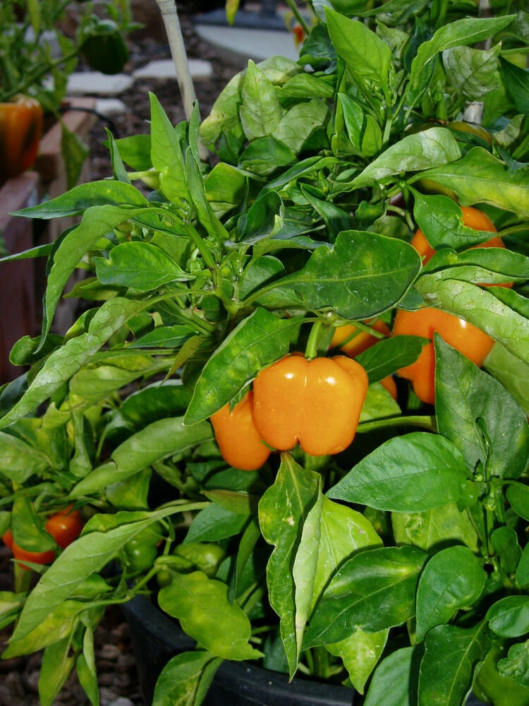 planting mini bell pepper seeds Mini Bell Pepper Mix Seeds | Heirloom | Organic | Non Gmo