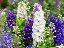 Load image into Gallery viewer, 100 Delphinium Flower Seeds | Grown in the USA | Grow a Beautiful Garden | Stunning Cut Flower or Dried Flowers
