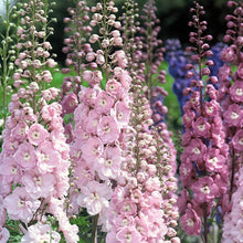 Load image into Gallery viewer, 50 Delphinium Flower Seeds Light Rose | Elegance at its Best | Beautiful Cut Flowers | Dried Flowers
