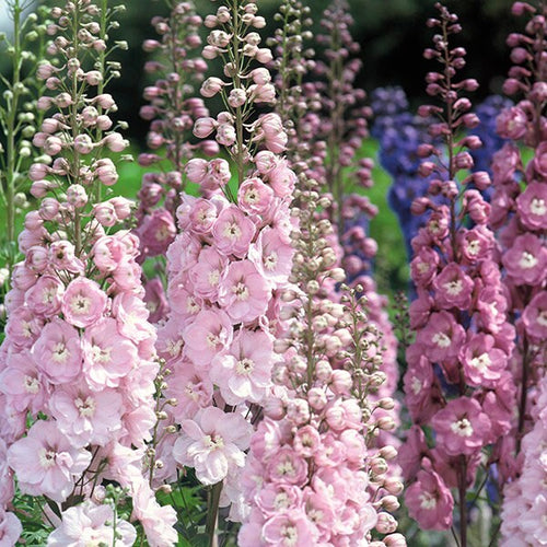 50 Delphinium Flower Seeds Light Rose | Elegance at its Best | Beautiful Cut Flowers | Dried Flowers
