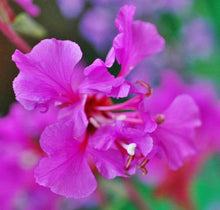 Load image into Gallery viewer, Clarkia Double Bloom Mix - Rocky Mountain Garland Flower Seeds, Zones 1-11, Vibrant Colors
