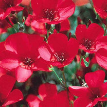 Load image into Gallery viewer, 200 Scarlet Flax Flower Seeds | Red | Linum Grandiflorum Rubrum Flower Seeds
