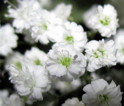 1000 Baby's breath flower seeds | Gypsophila Elegans | 1 Day Shipping
