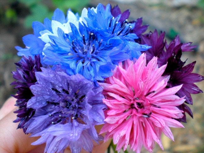 button flower seeds Bachelor Button Flower Seeds, Tall Mix Cornflower
