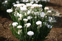 Load image into Gallery viewer, 200 White Cornflower Seeds | Dwarf | Bachelor Buttons | Beautiful Cut Flowers | Easy to Grow
