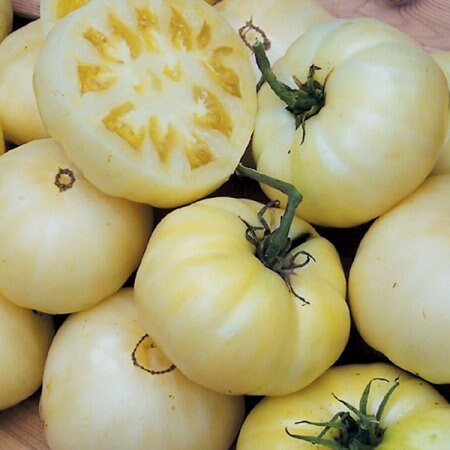 Heirloom White Tomato Tomesol Seeds, Organic Non Gmo from USA  1 DAY Shipping.