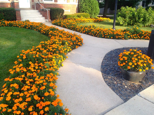Buy Online High Quality Marigold Mix Flower Seeds, African Crackerjack | Buy Rare, And Extraordinary Heirloom Seeds - Seeds to Cherish