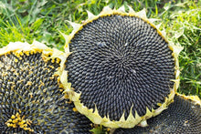Load image into Gallery viewer, Mongolian Sunflower Seeds - Giant Sunflower
