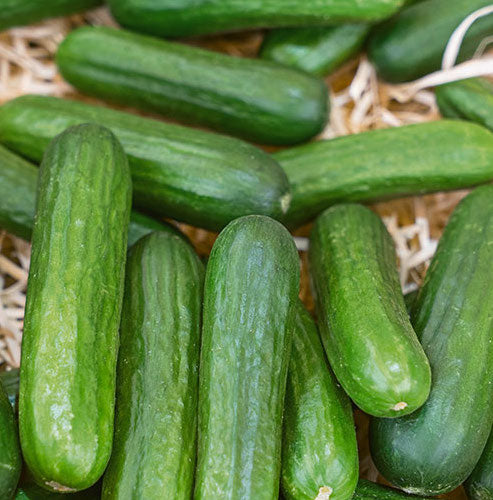 Muncher Cucumber Seeds
