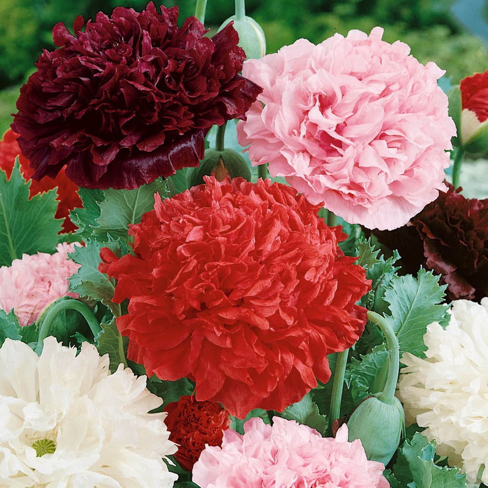 planting peony poppy seeds Peony Poppy Seed Mix