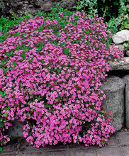 Load image into Gallery viewer, Pink Soapwart Flower Seeds
