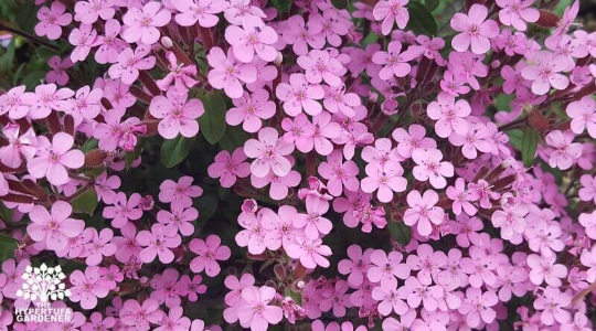Pink Soapwart Flower Seeds
