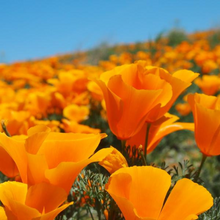 Load image into Gallery viewer, Buy Online High Quality Orange California Poppy Seeds | Buy Rare, And Extraordinary Heirloom Seeds - Seeds to Cherish
