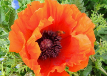 Load image into Gallery viewer, Buy Online High Quality Orange California Poppy Seeds | Buy Rare, And Extraordinary Heirloom Seeds - Seeds to Cherish
