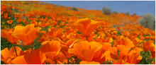 Load image into Gallery viewer, Buy Online High Quality Orange California Poppy Seeds | Buy Rare, And Extraordinary Heirloom Seeds - Seeds to Cherish
