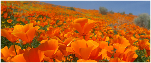 Buy Online High Quality Orange California Poppy Seeds | Buy Rare, And Extraordinary Heirloom Seeds - Seeds to Cherish