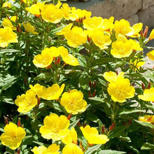 Load image into Gallery viewer, Evening Primrose Flower Seeds
