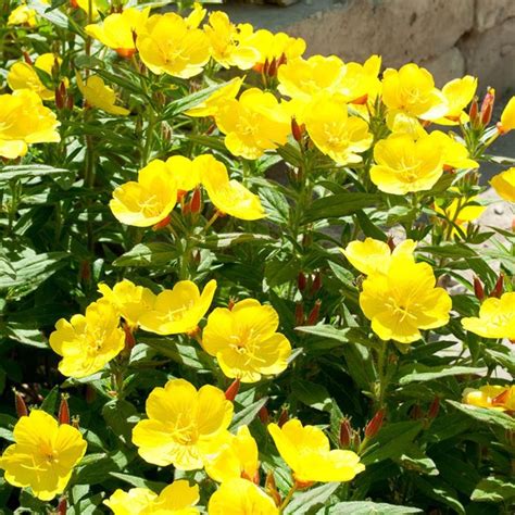 Evening Primrose Flower Seeds