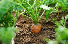 Load image into Gallery viewer, Buy Online High Quality Rainbow Carrot Mix Seeds | Buy Rare, And Extraordinary Heirloom Seeds - Seeds to Cherish
