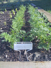 Load image into Gallery viewer, Buy Online High Quality Rainbow Carrot Mix Seeds | Buy Rare, And Extraordinary Heirloom Seeds - Seeds to Cherish
