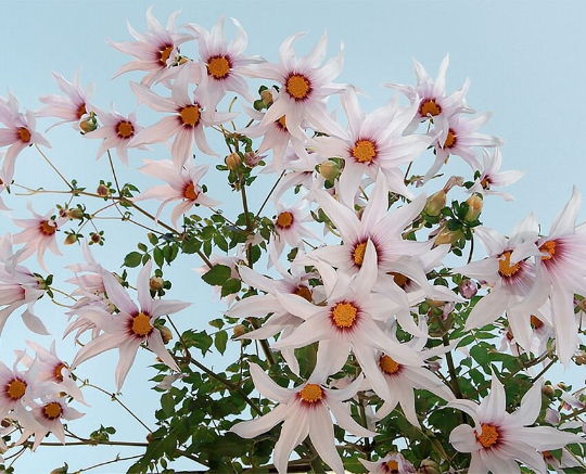 Weeping Dahlia Flower Seeds