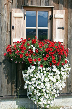 Load image into Gallery viewer, Buy Online High Quality Ground Cover, White Candytuft Flower Seeds | Buy Rare, And Extraordinary Heirloom Seeds - Seeds to Cherish
