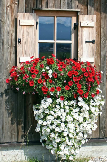 Ground Cover, White Candytuft Flower Seeds